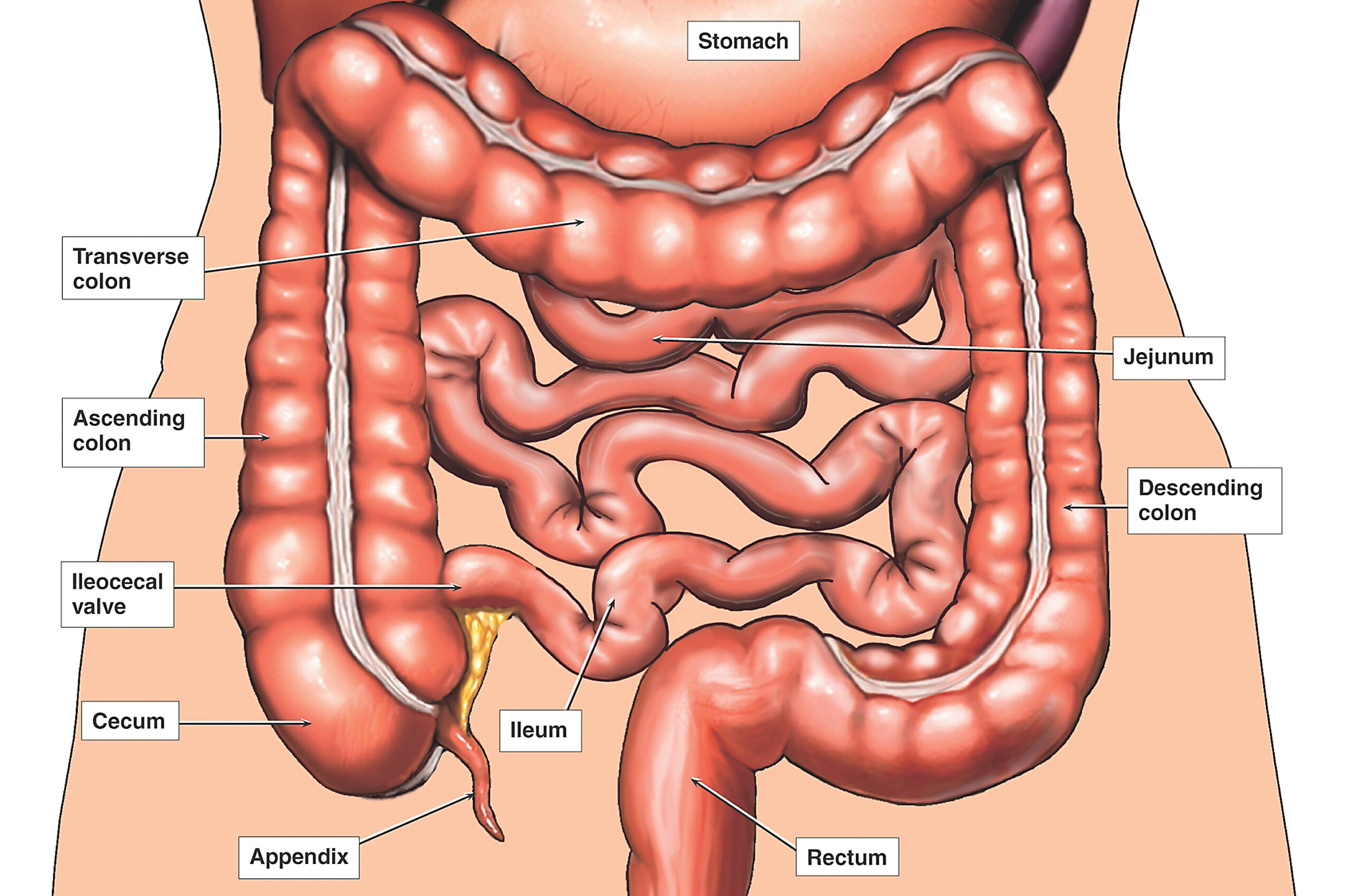 Яичники и аппендикс где находятся у женщины. Брюшная полость анатомия схема. Расположение кишечника.