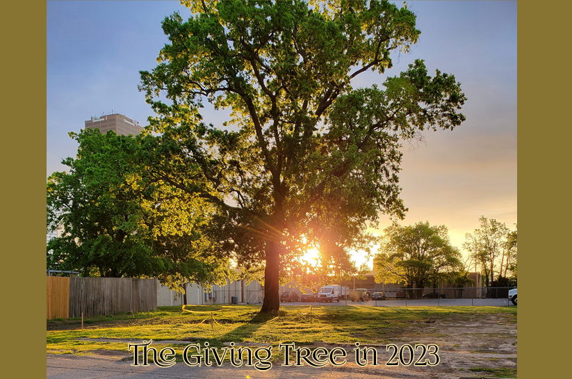 The tree that no longer exists on W. 9th Street